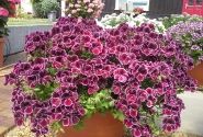 Pelargonium grandiflorum Aristo Black Beauty