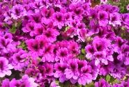 Pelargonium grandiflorum Aristo Burgundy