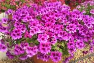 Pelargonium grandiflorum Aristo Burgundy