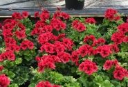 Pelargonium grandiflorum Candy Flowers Bright Red