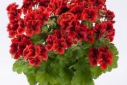 Pelargonium grandiflorum Candy Flowers Bright Red