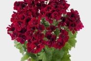 Pelargonium grandiflorum Candy Flowers Dark Red