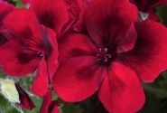 Pelargonium grandiflorum Candy Flowers Dark Red