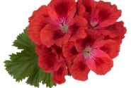 Pelargonium grandiflorum Candy Flowers Scarlet Eye