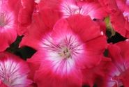 Pelargonium grandiflorum Bermuda Cherry