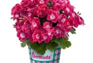 Pelargonium grandiflorum Bermuda Cherry