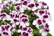 Pelargonium zonale, smaržlapu Angels Perfume Bicolor