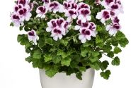 Pelargonium zonale, smaržlapu Angels Perfume Bicolor