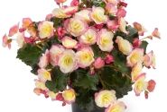 Begonia Sunbrero Bicolor