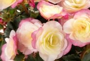 Begonia Sunbrero Bicolor