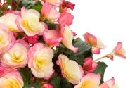 Begonia Sunbrero Bicolor