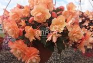 Begonia Fragrant Falls Peach