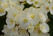 Begonia Sunbrero Clara
