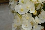 Begonia Sunbrero Clara