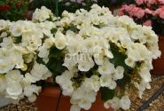 Begonia Sunbrero Clara
