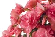 Begonia Sunbrero Pink 24