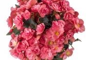 Begonia Sunbrero Pink 24