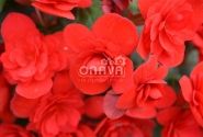 Begonia Sunbrero Red