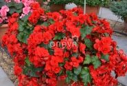 Begonia Sunbrero Red