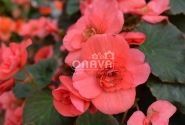 Begonia Sunbrero Dark Pink