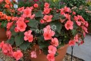 Begonia Sunbrero Dark Pink