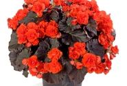 Begonia Sunbrero Dark Orange
