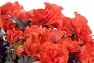 Begonia Sunbrero Dark Orange