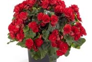 Begonia Sunbrero Scarlet