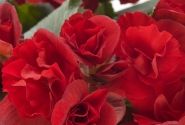 Begonia Sunbrero Scarlet