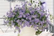 Brachyscome iberidifolia Brasco Violet