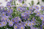 Brachyscome iberidifolia Brasco Violet