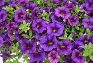 Calibrachoa hybrida PortuCal Patio Blue