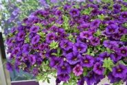 Calibrachoa hybrida PortuCal Patio Blue