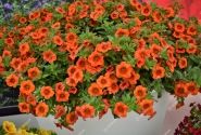 Calibrachoa hybrida PortuCal Patio Orange