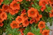 Calibrachoa hybrida PortuCal Patio Orange