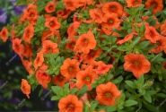 Calibrachoa hybrida PortuCal Patio Orange