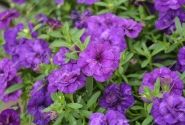 Calibrachoa hybrida PortuCal Double Blue