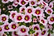 Calibrachoa hybrida PortuCal Trailing Purple Eye (12 cm)