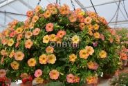 Calibrachoa hybrida Chameleon Sunshine Berry