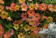 Calibrachoa hybrida Chameleon Sunshine Berry (12cm)