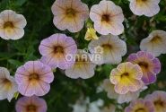 Calibrachoa hybrida Chameleon Blueberry Scone