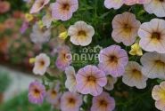 Calibrachoa hybrida Chameleon Blueberry Scone