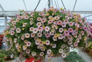 Calibrachoa hybrida Chameleon Blueberry Scone