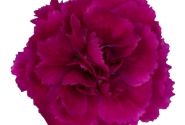 Dianthus caryophyllus Dinamic Violet