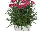Dianthus caryophyllus Dinamic Burgundy Bicolor