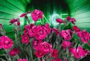 Dianthus caryophyllus Dancing Jive