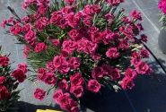 Dianthus caryophyllus Dancing Jive