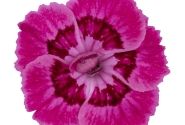Dianthus caryophyllus Dancing Jive