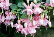 Fuchsia hybrida Pink Galore (nokarena XXL)