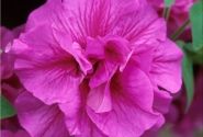 Petunia atkinsiana Tumbelina Candyfloss